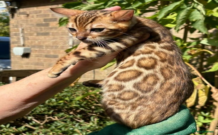 Bengal cats - Advert 3