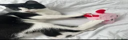 Mixed Breed cats for sale: Adorable Tuxedo Boy Cat in London - Advert 2