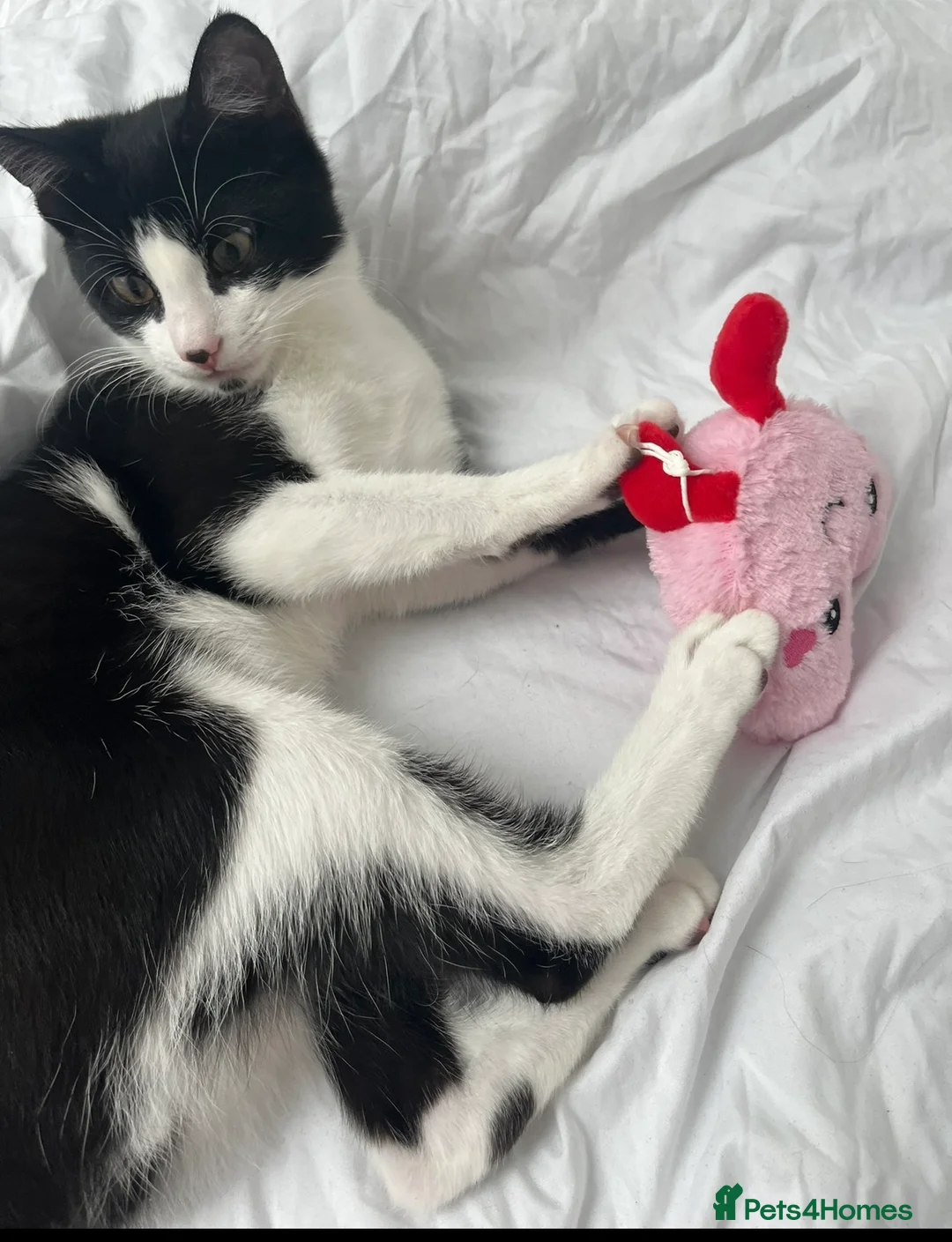 Mixed Breed cats for sale: Adorable Tuxedo Boy Cat in London - Advert 2