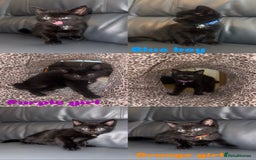 Domestic Shorthair cats for sale: Super friendly kittens wormed+fleaed - Image 2