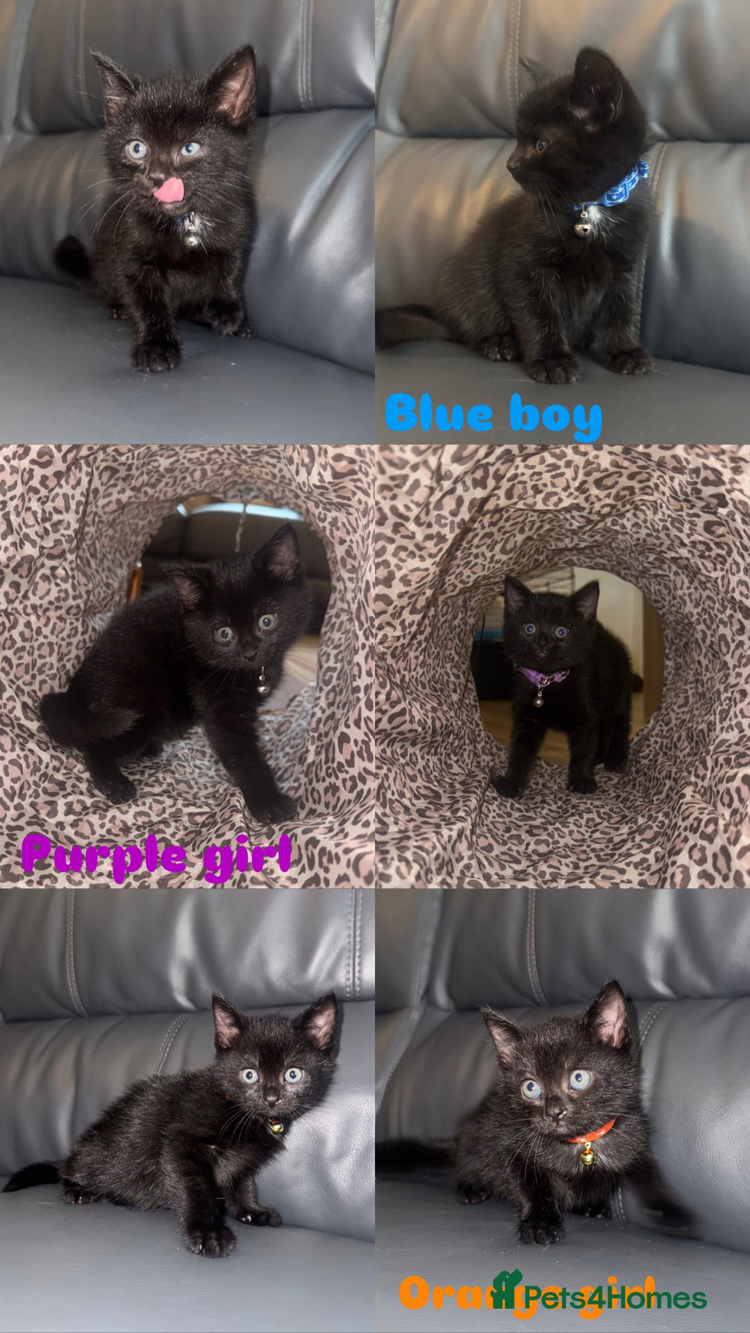 Domestic Shorthair cats for sale: Super friendly kittens wormed+fleaed - Image 2