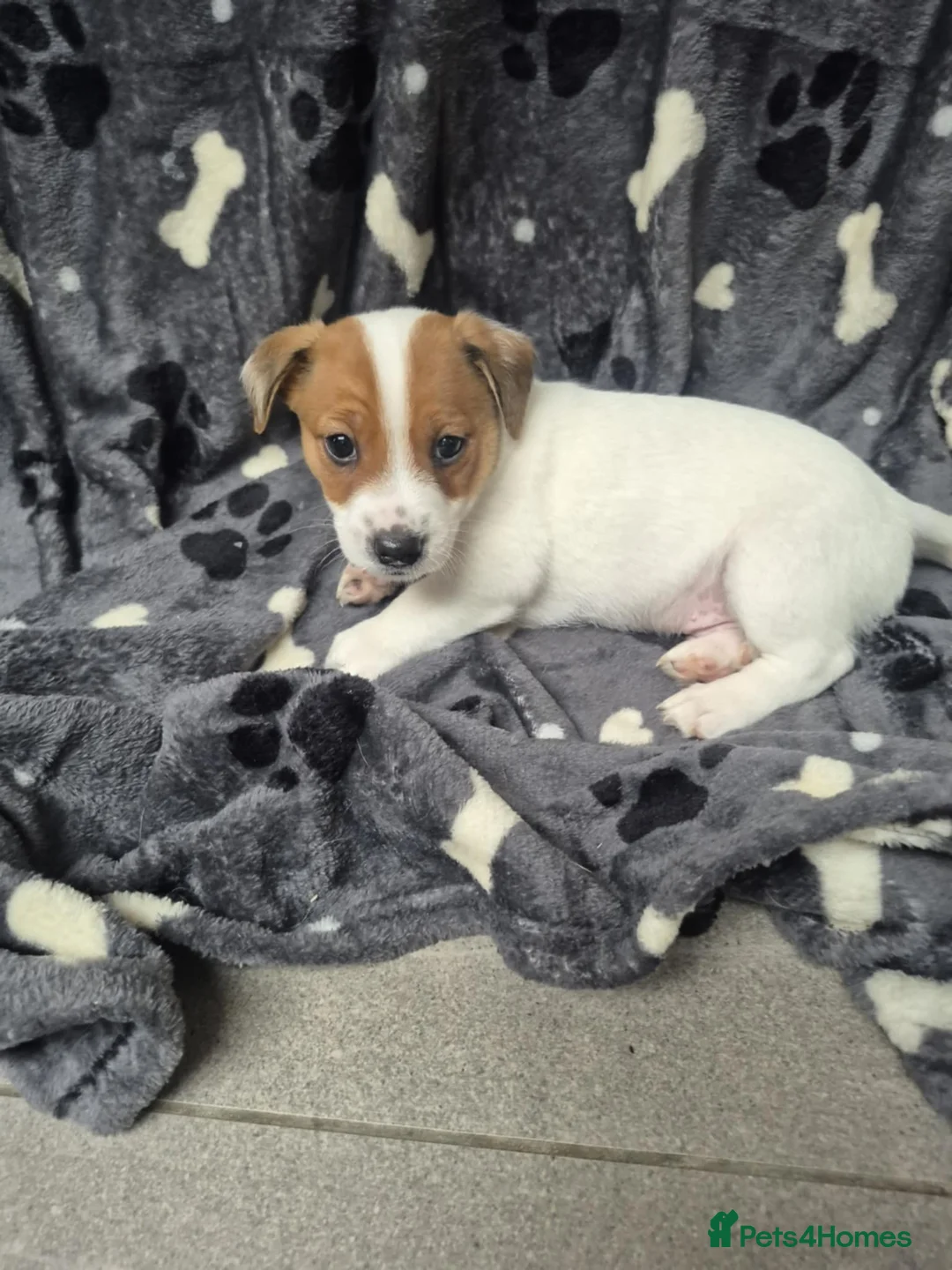 Jackapoo dogs for sale: Jackapoo type pups - Advert 3