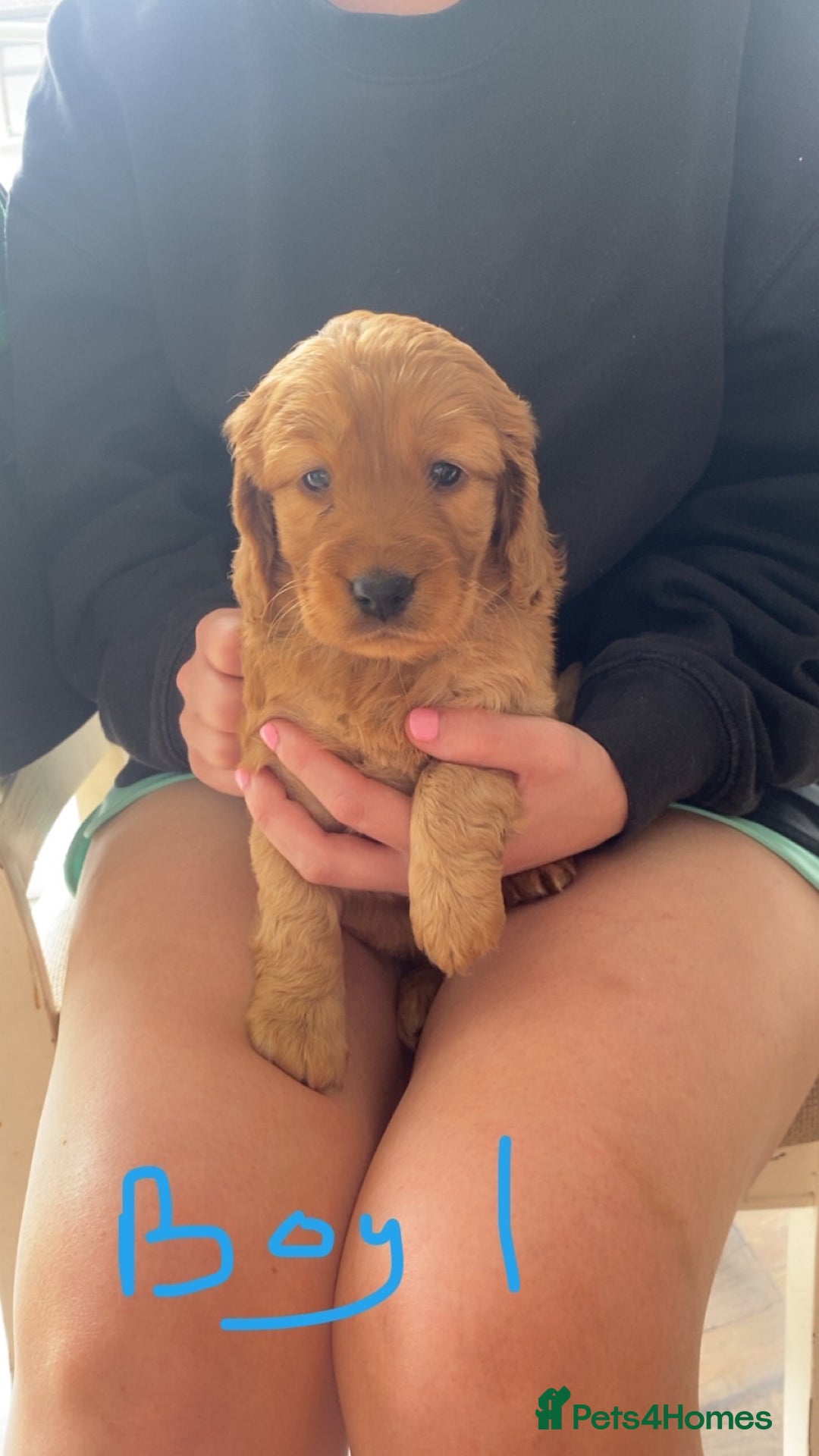 Cockapoo dogs for sale: F1 cockapoos (Northern Ireland) - Image 6