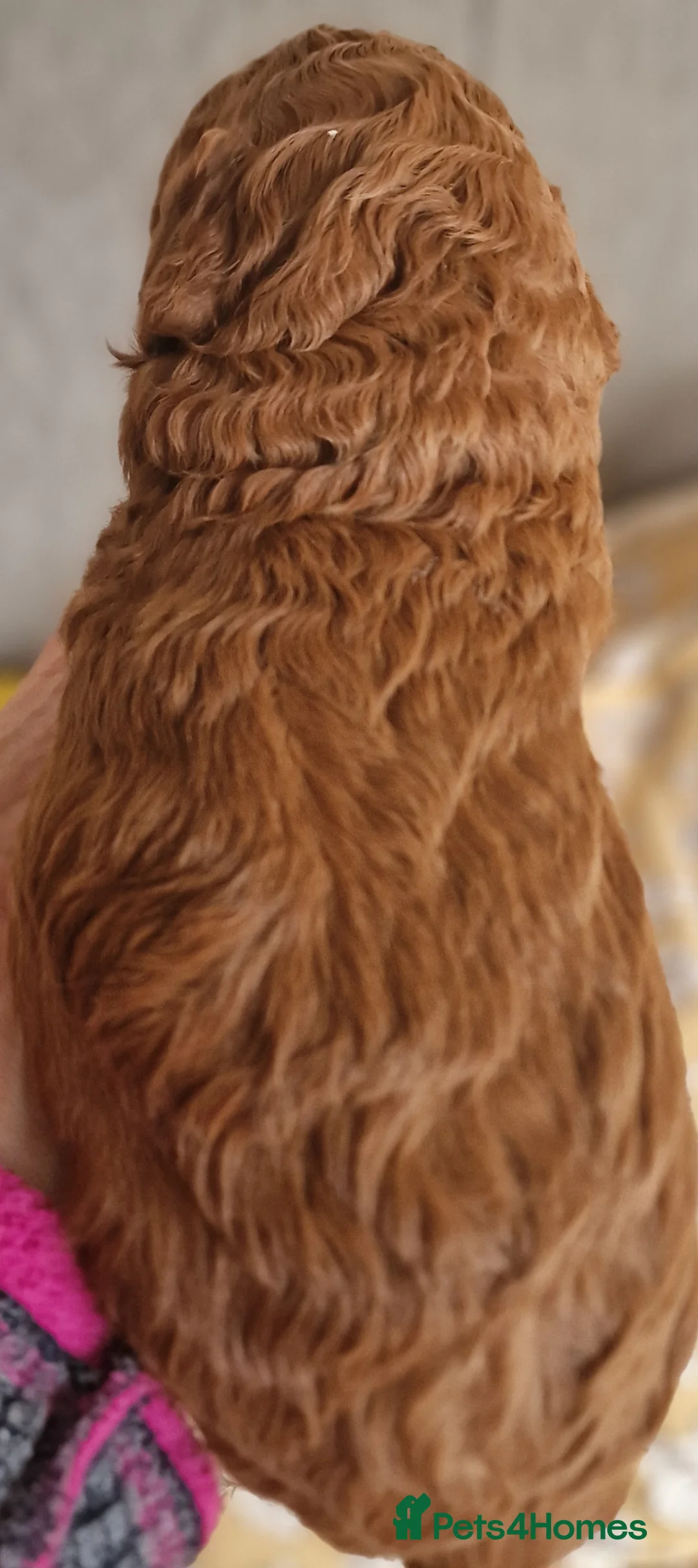 Cavachon dogs for sale: Gorgeous litter cavapoochon puppies  - Advert 8