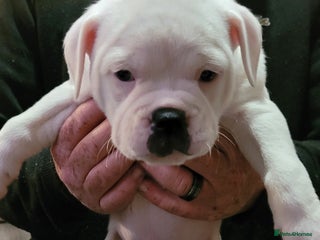 Dorset Olde Tyme Bulldogge dogs - Advert 3