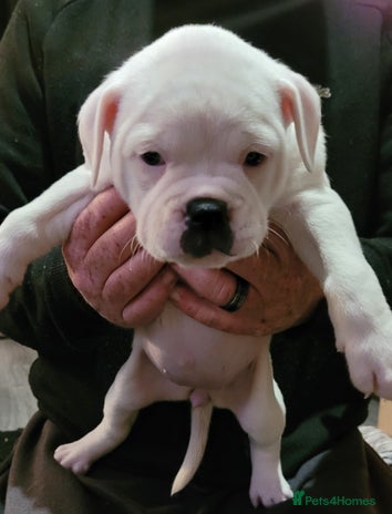 Dorset Olde Tyme Bulldogge dogs - Advert 1
