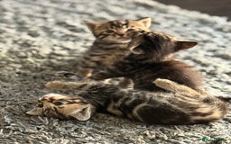 Mixed Breed cats for sale: Kittens looking for forever home  - Image 8