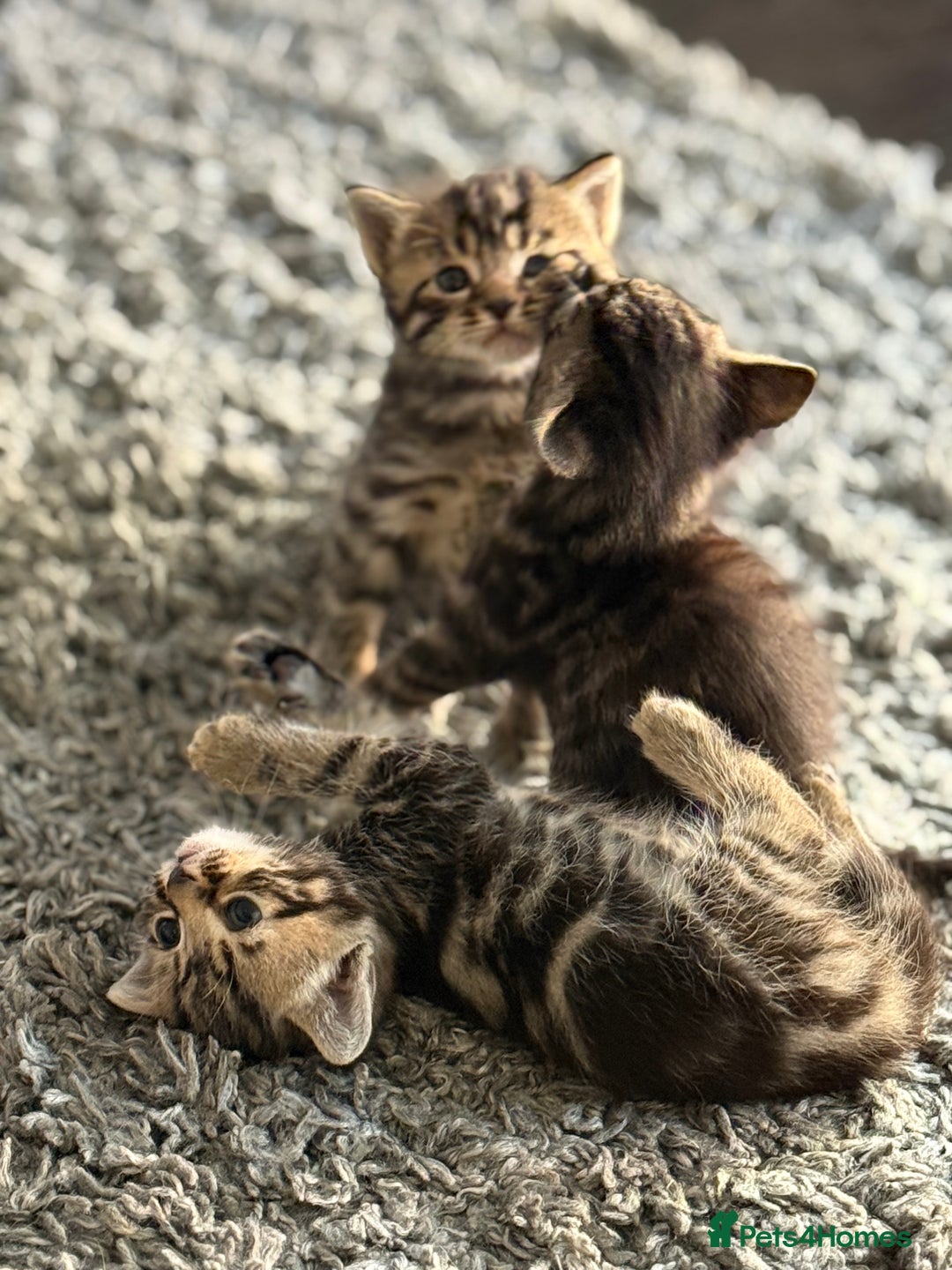 Mixed Breed cats for sale: Kittens looking for forever home  - Image 8