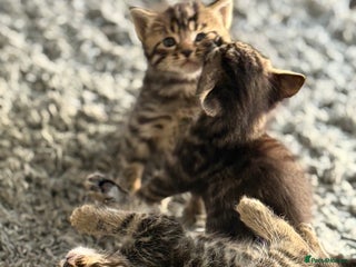 Mixed Breed cats - Advert 4