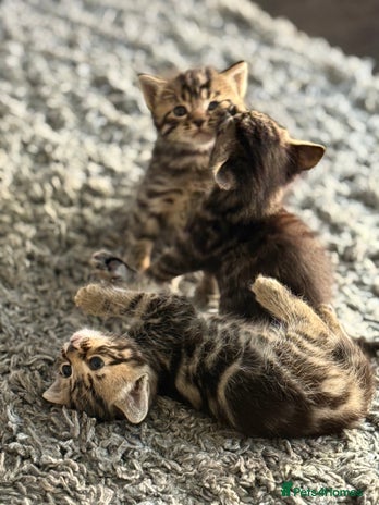 Mixed Breed cats - Advert 11