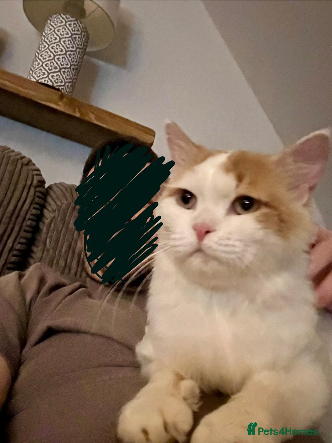 Mixed Breed cats for adoption: TEAPOT ! - THE MOST AFFECTIONATE BOY YOU CAN ADOPT - Image 2