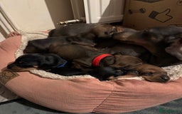 Miniature Dachshund dogs for sale: Adorable KC Reg smooth coated mini Dachshunds - Image 2