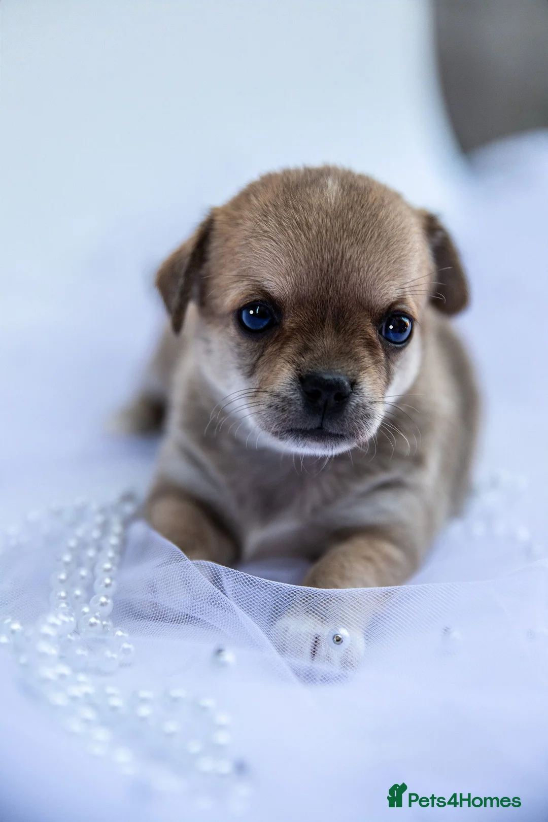 Chihuahua dogs for sale: 🌟 Exceptional Smooth-Coat Chihuahua Girls  - Advert 29