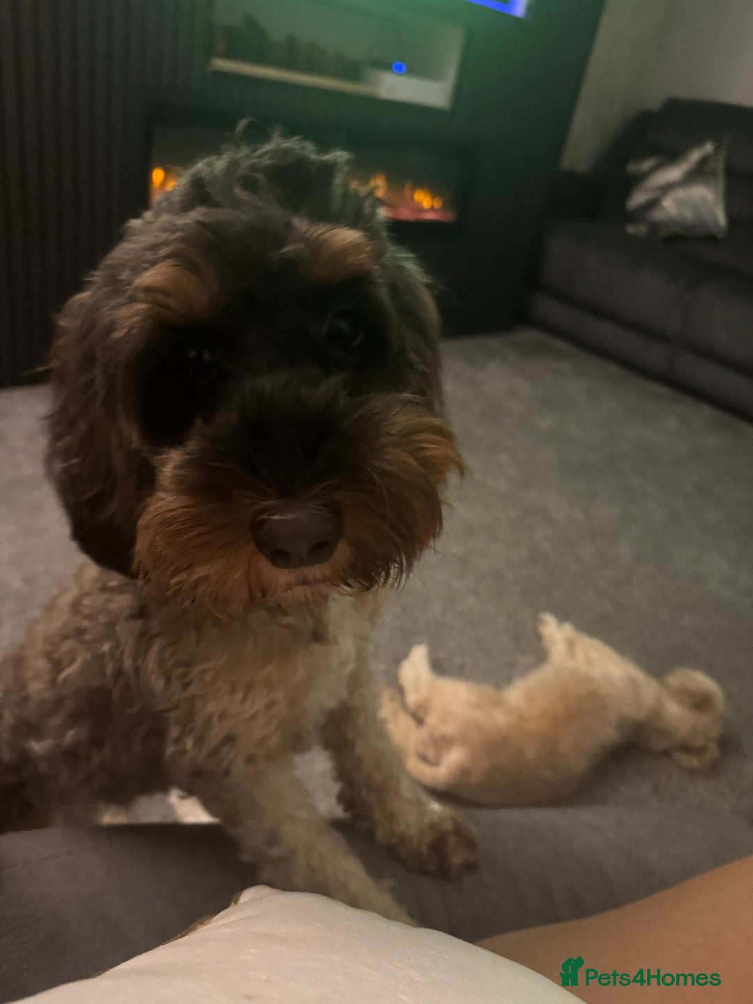 Cockapoo dogs for sale: Beautiful F1b cockapoos  - Advert 3