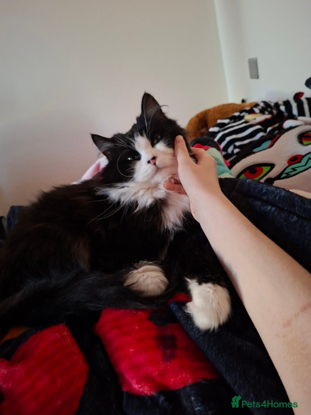 Mixed Breed cats for sale: Shadow - Advert 5