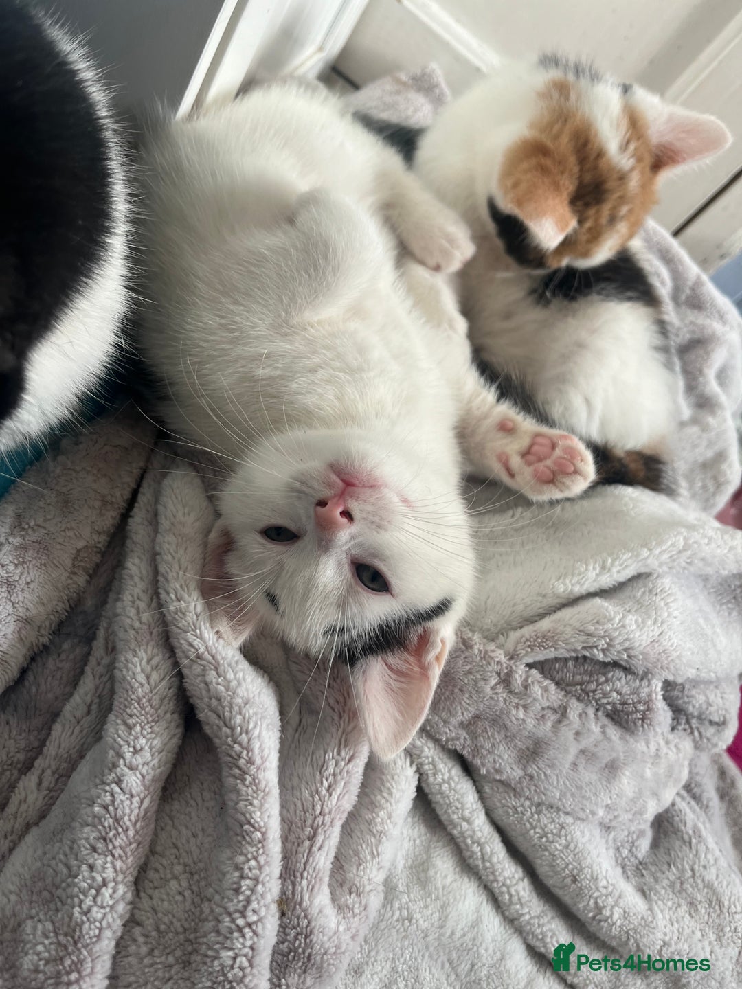 Mixed Breed cats for sale: 4 beautiful kittens 😻 - Advert 8