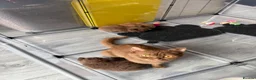 British Shorthair cats for sale: British shorthair cinnamon brown Kittens  - Advert 12