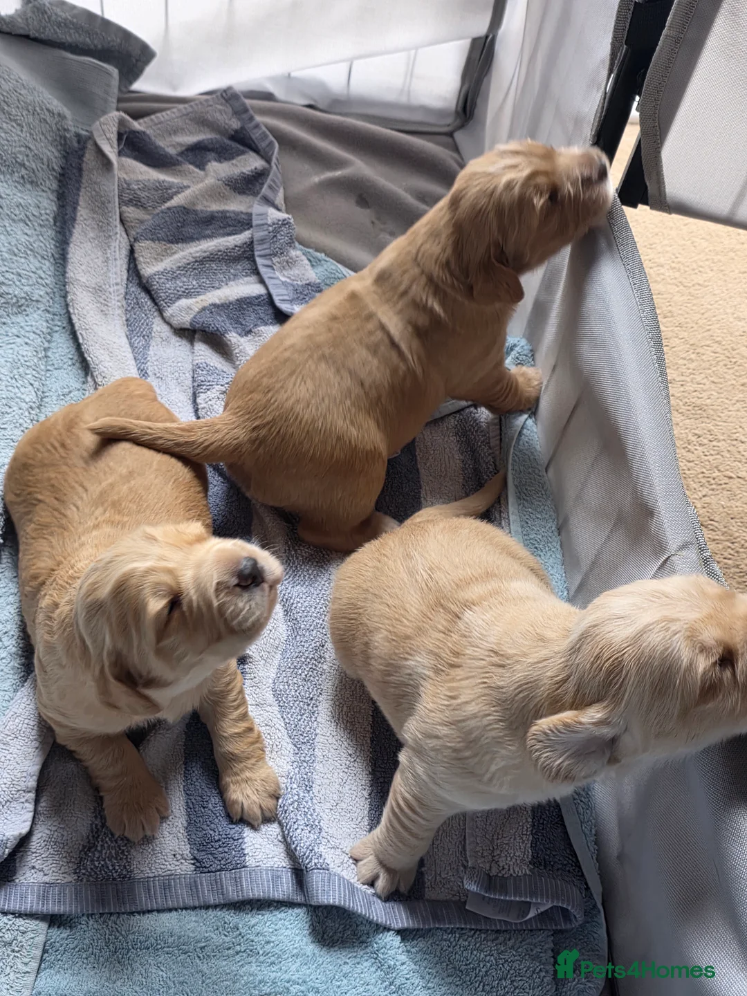 Cocker Spaniel dogs for sale: Cocker Spaniel X Pups  - Advert 5