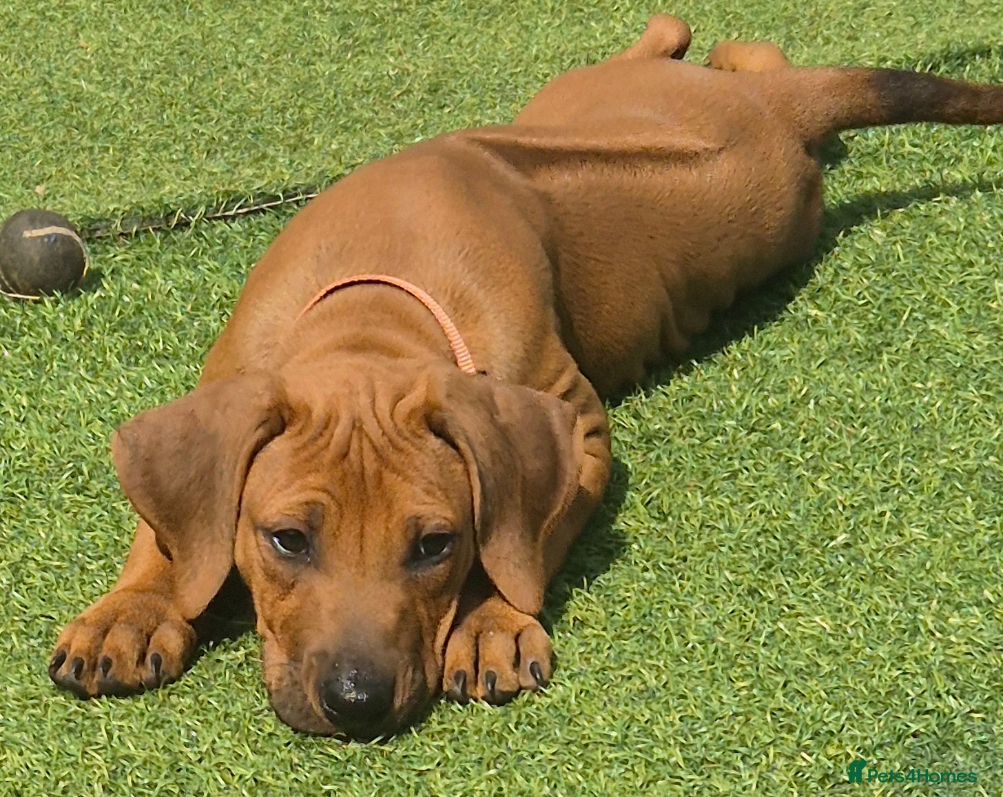 Rhodesian Ridgeback dogs 4x FEMALE RHODESIAN RIDGEBACK PUPS!! - Advert 3