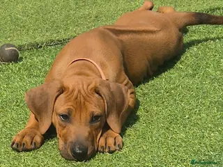 Rhodesian Ridgeback dogs 4x FEMALE RHODESIAN RIDGEBACK PUPS!! - Advert 3