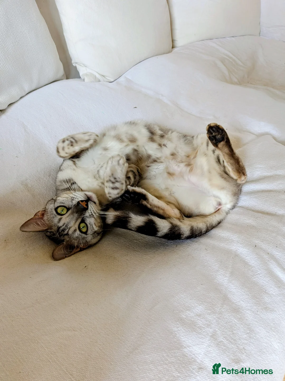 Bengal cats for sale: Silver Bengal cat looking for new rural home in Deal - Advert 2