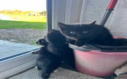 Mixed Breed cats for sale: Kittens for sale  - Advert 26