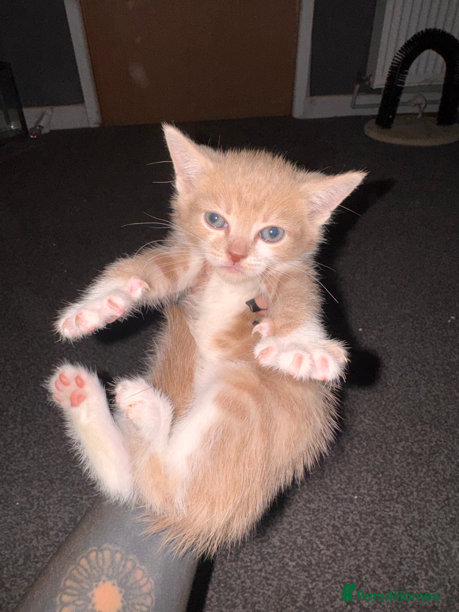 British Shorthair Kitten 2