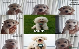 Bichon Frise dogs for sale: Beautiful Bichon Frise pups Ready 16th-24th Dec - Advert 4