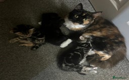 Mixed Breed cats for sale: 🐾Gorgeous Male Kittens Looking for Loving Homes🐾 - Image 8