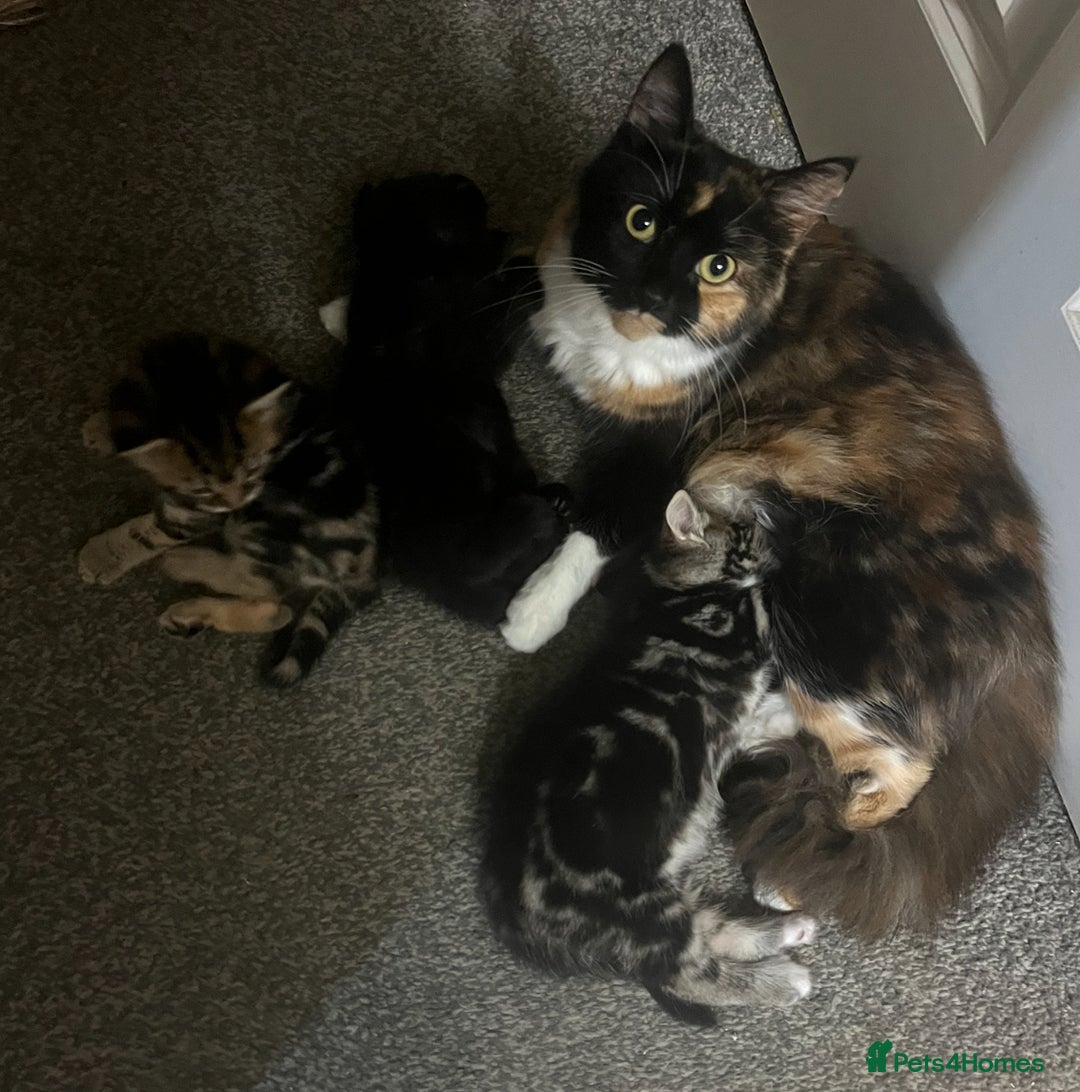 Mixed Breed cats for sale: 🐾Gorgeous Male Kittens Looking for Loving Homes🐾 - Image 8