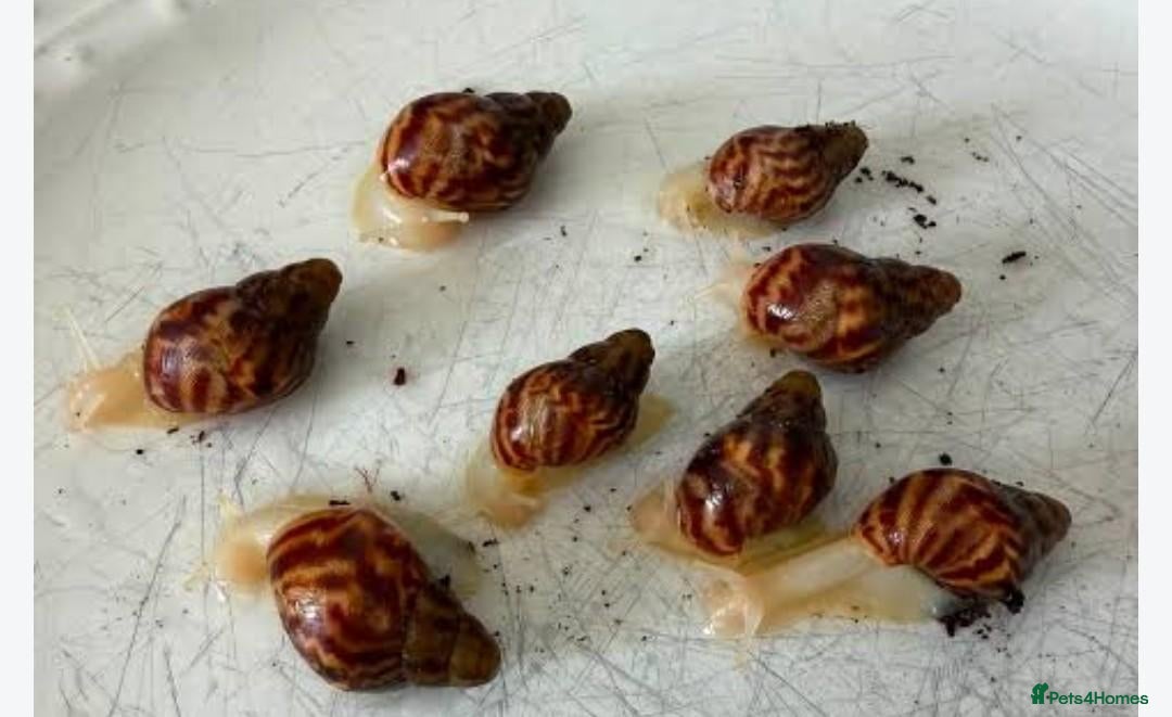 Snails invertebrates Giant African land snail babies for sale - Advert 6