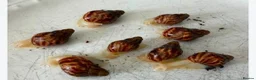 Snails invertebrates for sale: Giant African land snail babies for sale - Advert 1