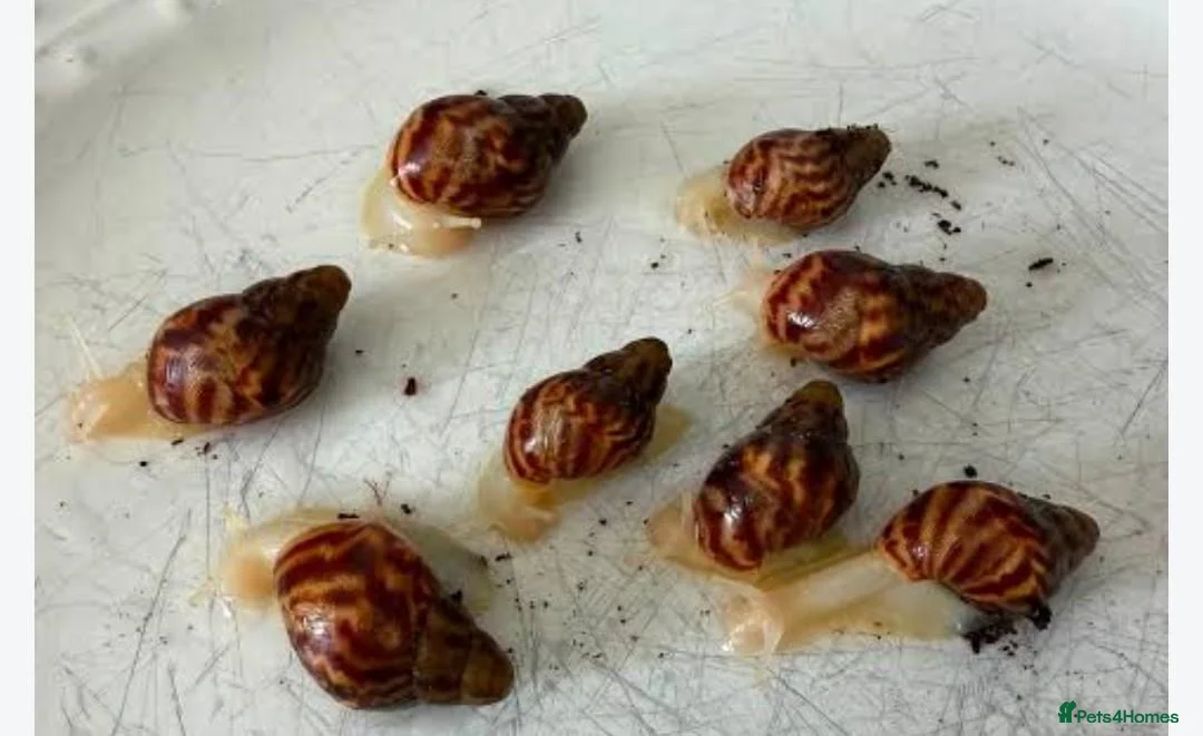 Snails invertebrates for sale: Giant African land snail babies for sale - Advert 1
