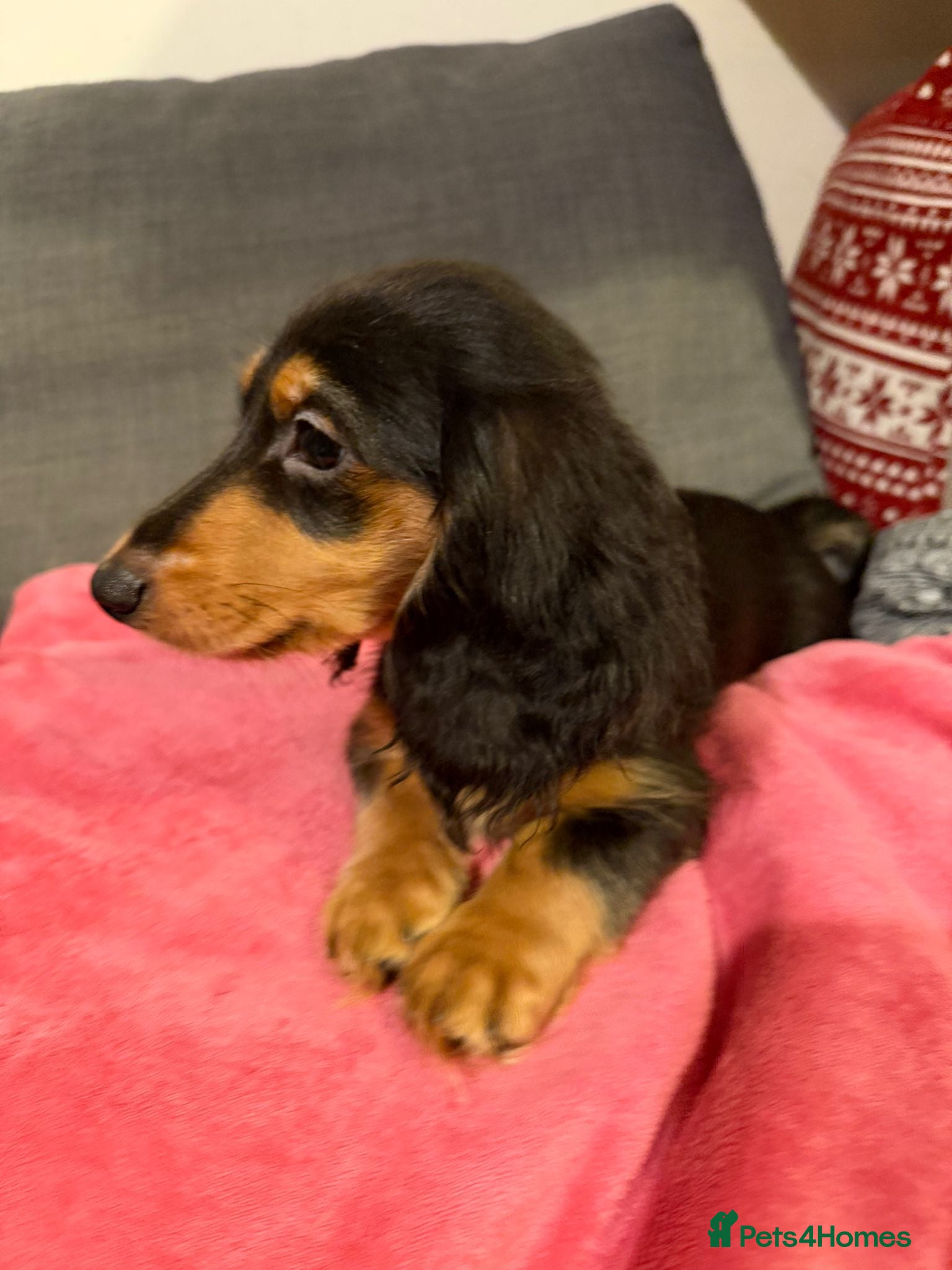 Miniature Dachshund dogs 4 BOYS ,Ready now 🩵🩵🩵🩵 - Advert 7