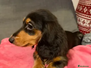 Miniature Dachshund dogs 4 BOYS ,Ready now 🩵🩵🩵🩵 - Advert 8