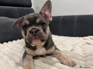 French Bulldog dogs French Bulldog Puppy - Boy - Advert 2