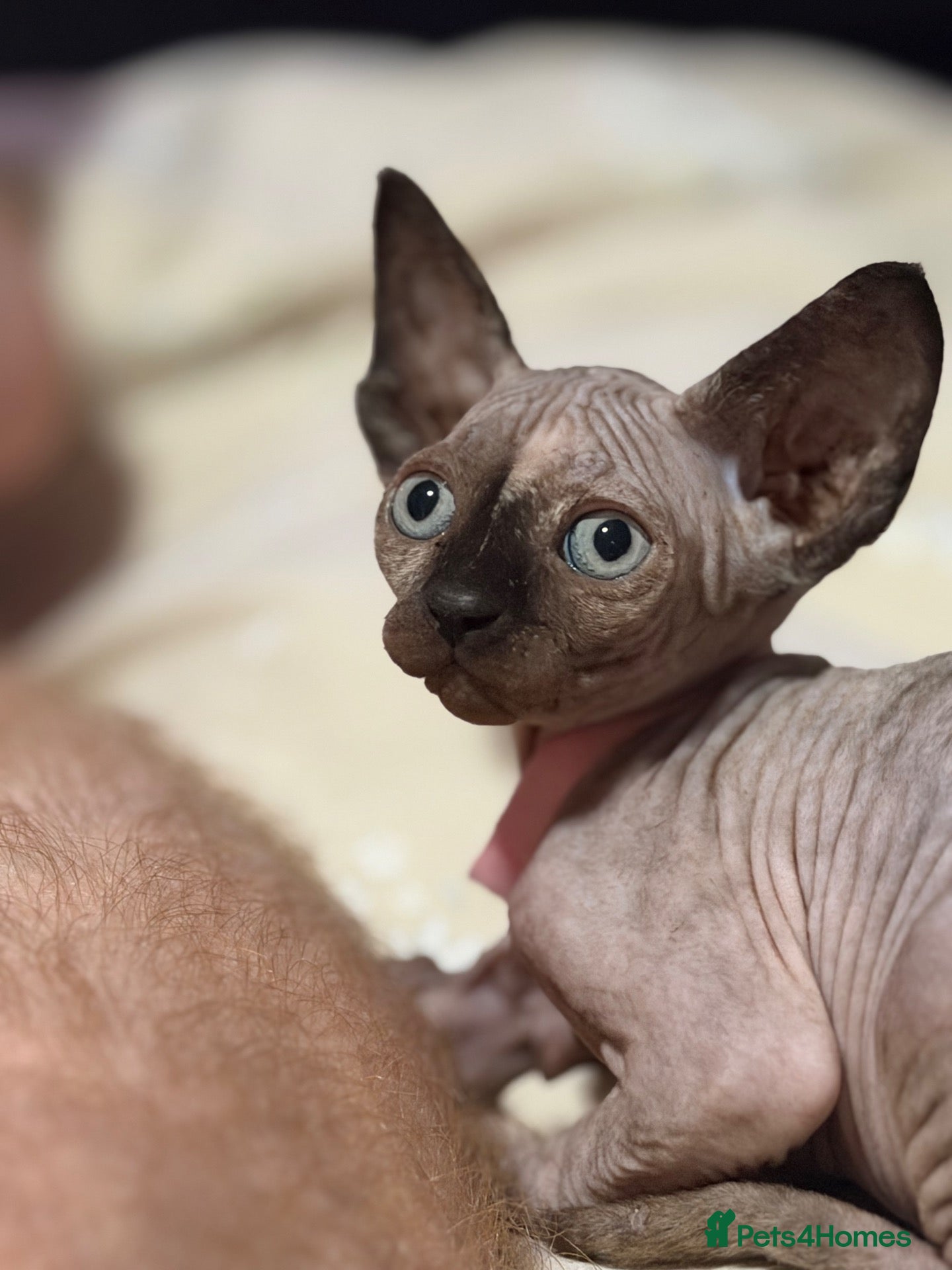 Sphynx cats Beautiful Sphynx kittens - Advert 6