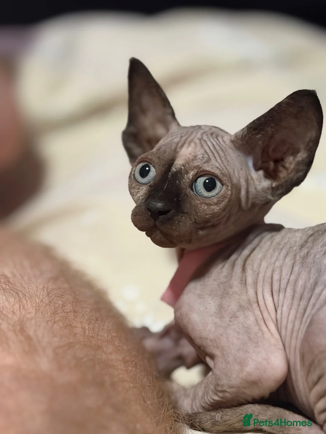 Sphynx cats for sale: Beautiful Sphynx kittens - Advert 1