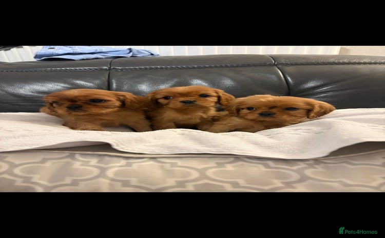 Cavalier King Charles Spaniel dogs - Advert 1