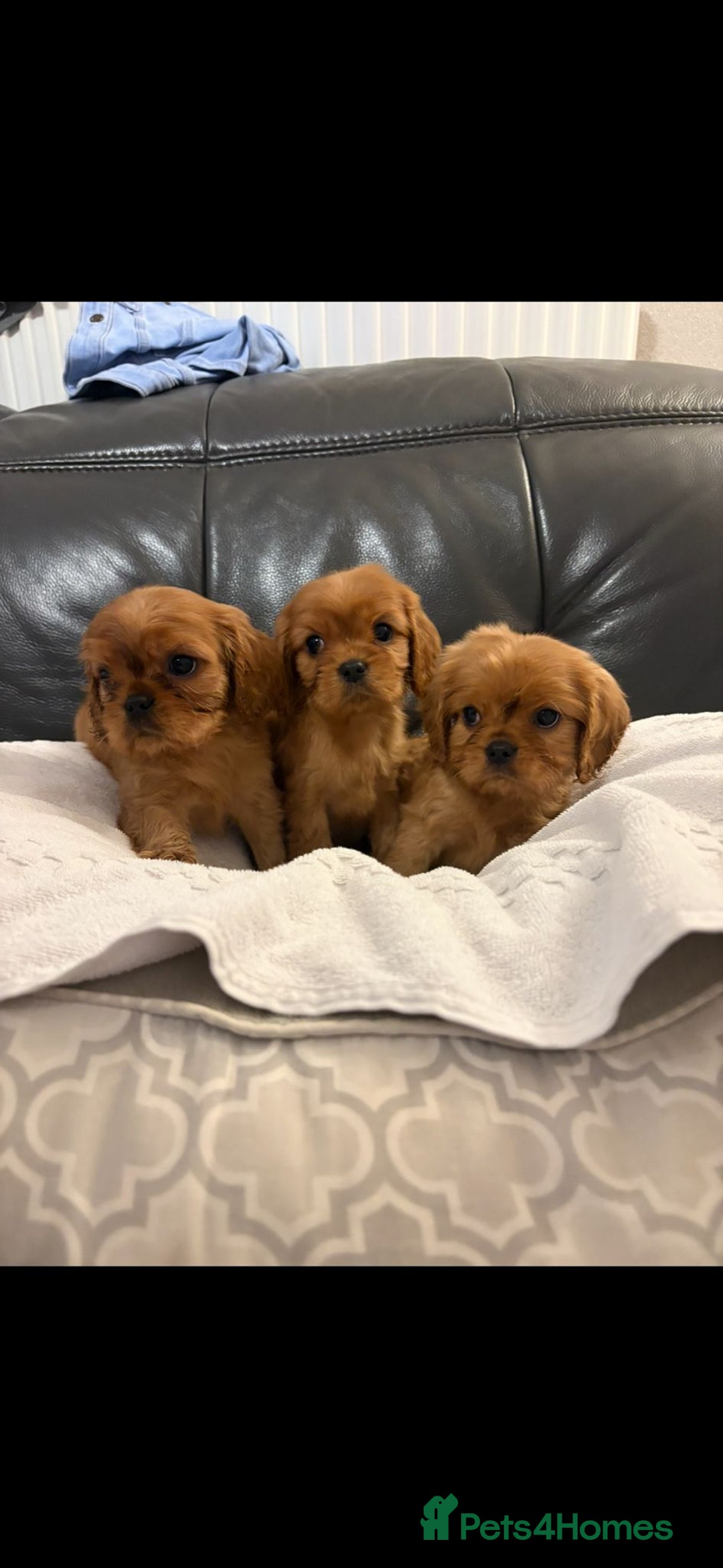 Cavalier King Charles Spaniel dogs for sale: Stunning King Charles cavalier pups (ruby)  - Image 1