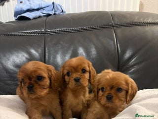 Cavalier King Charles Spaniel dogs - Advert 13