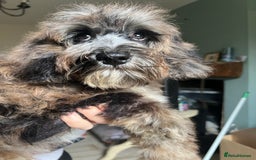 Cockapoo dogs for sale: Gorgeous F2b show type Cockapoo babies blue merles - Image 3