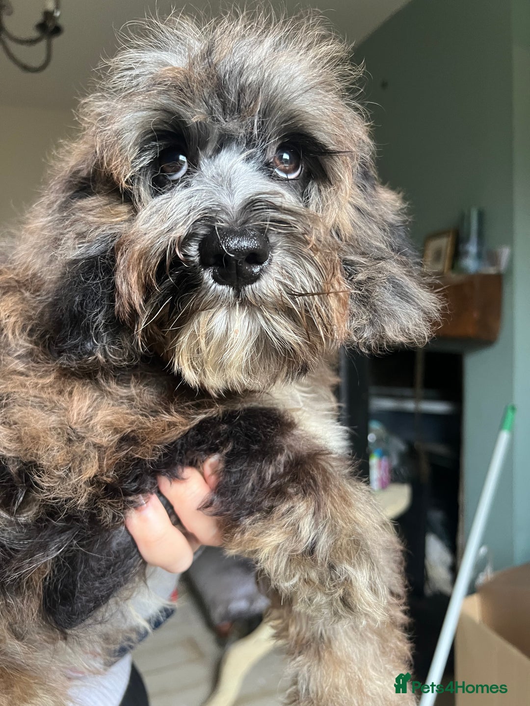 Cockapoo dogs for sale: Gorgeous F2b show type Cockapoo babies blue merles - Image 3