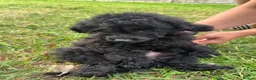 Toy Poodle dogs for sale: Asian Toy Poodle Puppies – Only 2 Available 🐩✨ - Advert 9