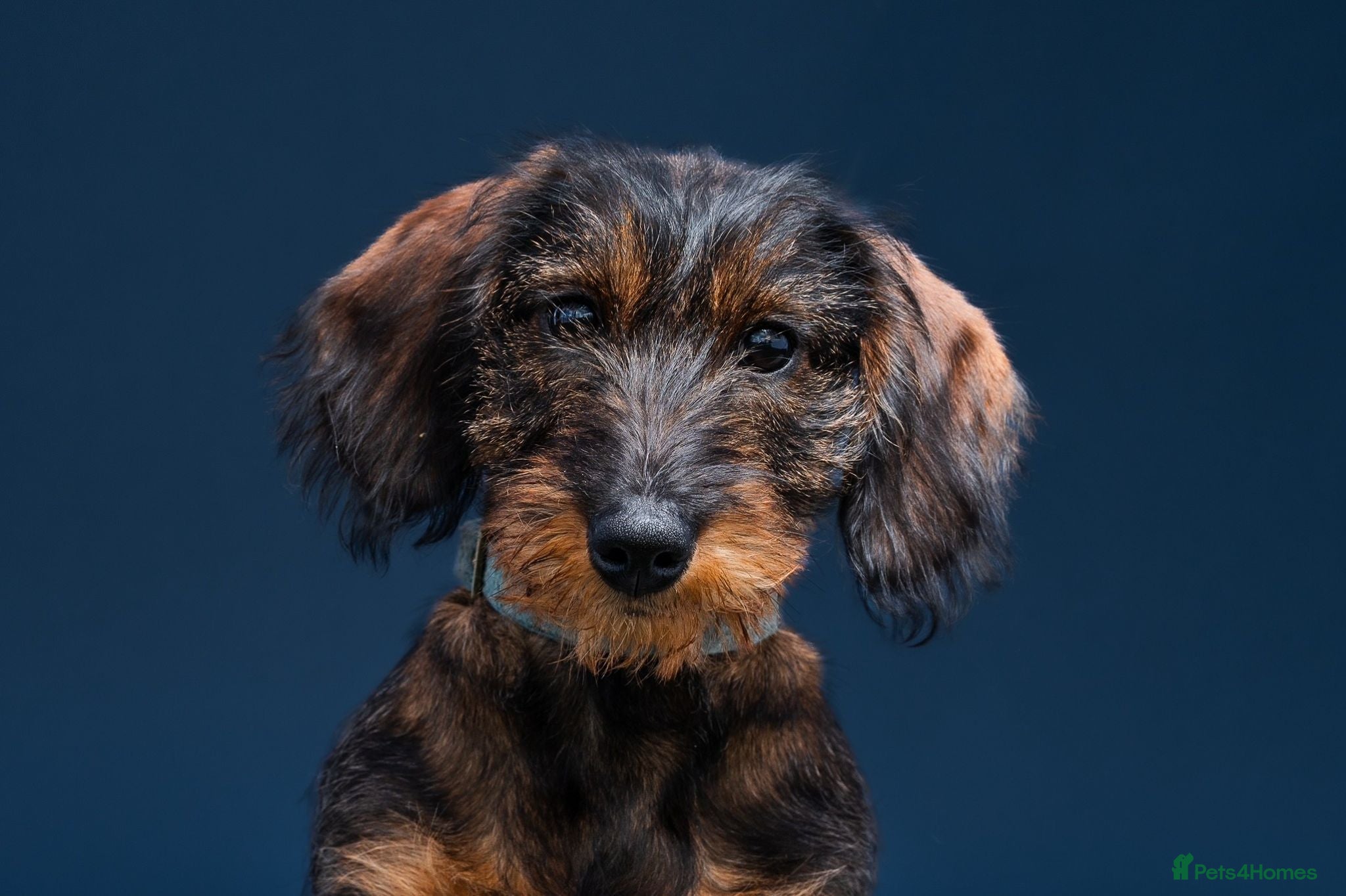 Dachshund dogs Kennel Club Reg Wiredhaired Dachshund Puppies - Advert 1