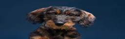 Dachshund dogs for sale: Kennel Club Reg Wiredhaired Dachshund Puppies - Advert 1