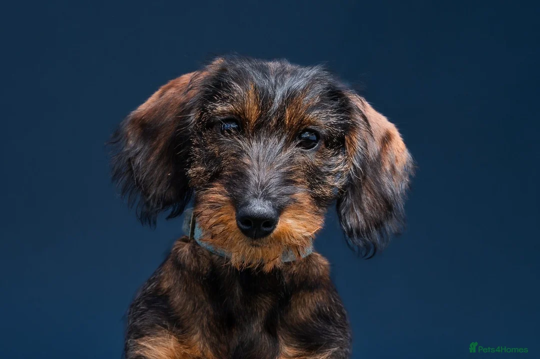 Dachshund dogs for sale: Kennel Club Reg Wiredhaired Dachshund Puppies - Advert 1