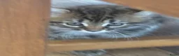 Mixed Breed cats for sale: Maine Coon Mixed Kittens  in Tonbridge - Advert 8