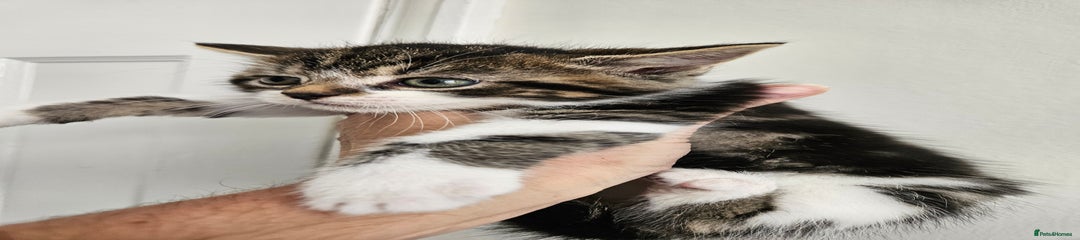 Mixed Breed Kitten 1