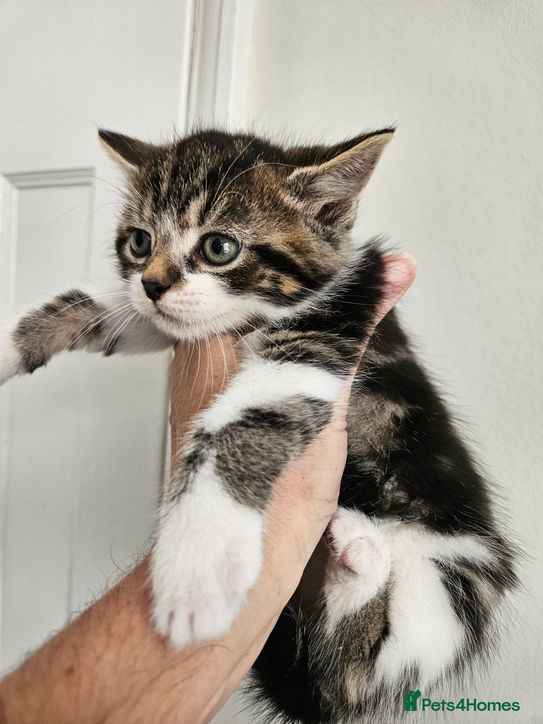 Mixed Breed cats for sale: Tabby Kittens 3 female 1 boy - Image 6